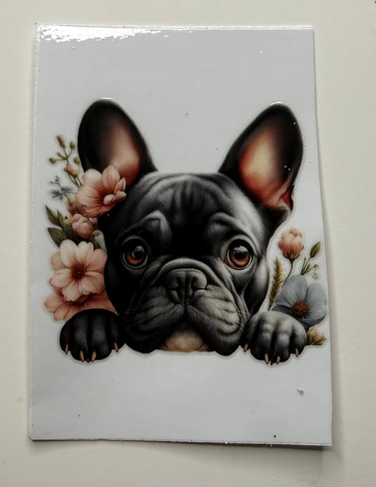 Frenchie 3