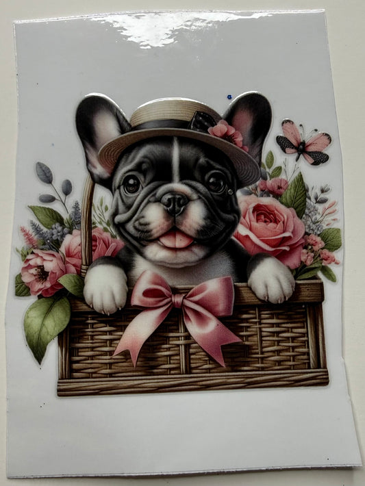 Frenchie 5