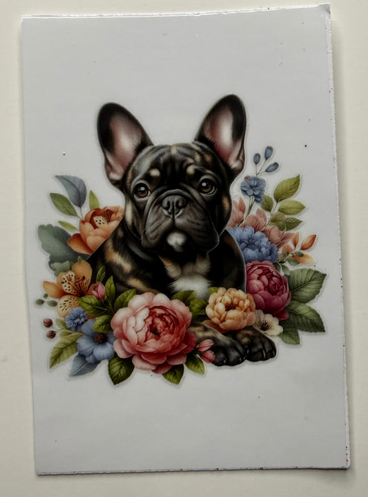 Frenchie 1